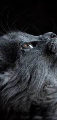 This cat live wallpaper exhibits a close-up profile of a fluffy black cat looking up