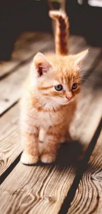 Get mesmerized by this stunning HD Live Wallpaper featuring an adorable orange kitten sitting on a wooden table, captured in brilliant detail