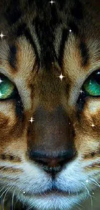 This is a striking live wallpaper that showcases the close-up of a green-eyed cat's face with an intensely captivating expression