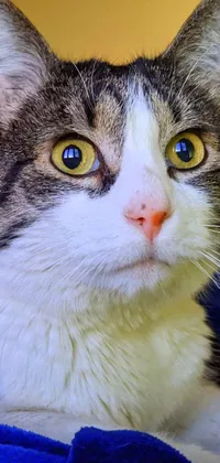 If you're a feline lover, then this phone live wallpaper is purr-fect for you! Featuring a close-up of a young adult male cat with a white muzzle, this portrait shot captures the loving stare of the adorable animal