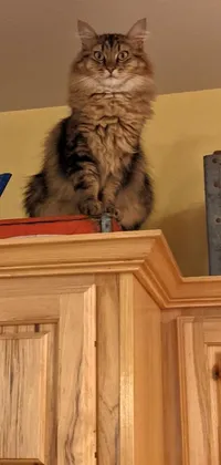 This Maine Coon cat live wallpaper features an anthropomorphic feline sitting on a wooden cabinet, captured in a 2022 photo