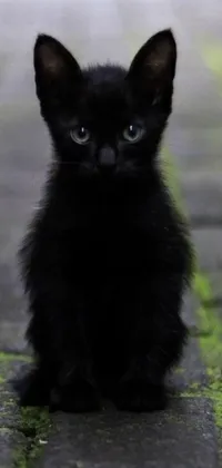 This live phone wallpaper features an adorable black kitten sitting on a sidewalk, staring curiously at the camera
