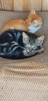 This phone live wallpaper showcases two adorable cats lounging on a couch in a spiralling and whimsical style