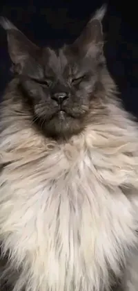 This phone live wallpaper features a high-definition image of a long-haired cat with a beard and graying hair