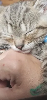 Get mesmerized by this heart-warming live wallpaper featuring a sleepy, happy cyborg kitten being affectionately petted by a human