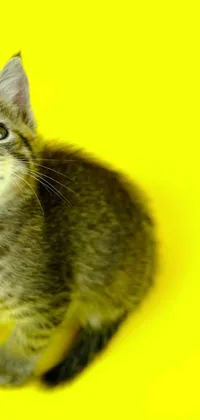 Carnivore Cat Felidae Live Wallpaper