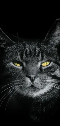 Get mesmerized by this black and white digital art phone live wallpaper of a stunning cat with vivid yellow eyes by Zoran Mušič