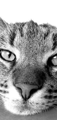 This phone live wallpaper features an incredibly detailed black and white close-up photograph of a cat's face