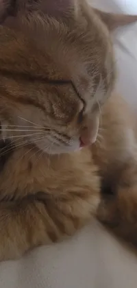 This phone live wallpaper features a high-quality close-up of a happy cat lying on a bed
