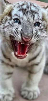 This phone live wallpaper features a high-quality image of a cute tiger cub with its mouth open, showcasing its sharp teeth