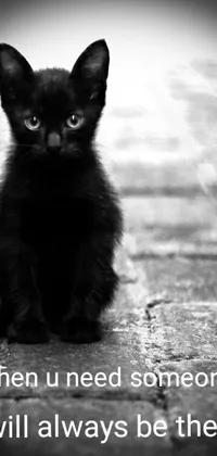 This phone live wallpaper features a captivating black and white photograph of a sad black kitten sitting on the ground