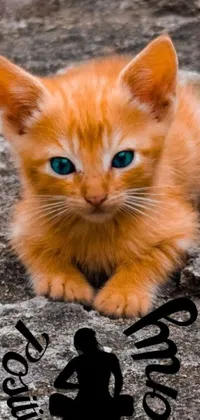 This lively phone live wallpaper features an adorable orange kitten sitting atop a cement floor and showing off its stunning turquoise blue eyes