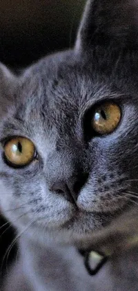 This phone live wallpaper showcases a stunning, close-up image of a captivating cat with vibrant yellow eyes