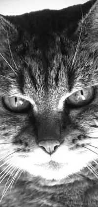 This phone live wallpaper features a stunning black and white close-up photograph of a cat