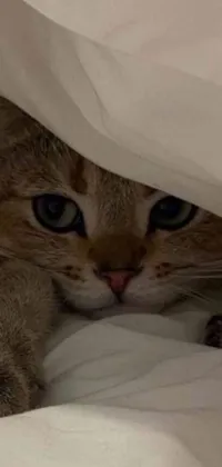 This live phone wallpaper features a cute cat hiding under a cozy bed cover
