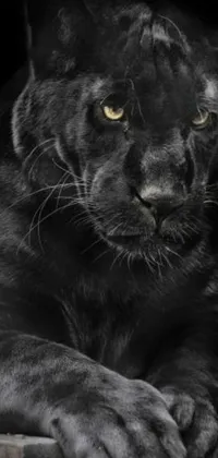 This visually arresting live wallpaper boasts a stunning depiction of a photorealistic black panther