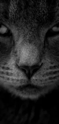 Get this amazing black and white live wallpaper for your phone featuring a closeup of a warrior cat's nose, whiskers and face