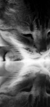 Looking for an enchanting black and white phone live wallpaper? Look no further than this stunning image of a mesmerizing cat