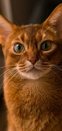Get your phone screen purring with this stunning live wallpaper featuring a close-up shot of an adorable nubian ginger cat