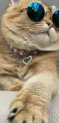 Looking for a phone live wallpaper that combines feline charm with aesthetic appeal? Look no further than this gold-collar cat-inspired picture! This trendy live wallpaper features a close-up of a sassy cat wearing sunglasses, complete with a stunning gold detailed collar