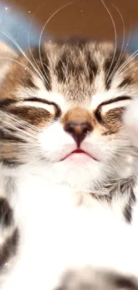 This live phone wallpaper depicts a charming kitten snuggling comfortably on a lap