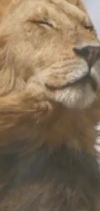 This live wallpaper for phone showcases a stunning, up-close shot of a serene lion with closed eyes enjoying the breeze, evoking a cinematic, Disney-esque photo-realistic quality
