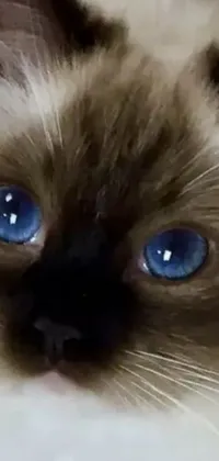 Get mesmerized by the stunning phone live wallpaper that showcases a captivating close-up of a cat with piercing blue eyes