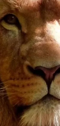 This phone live wallpaper features a stunning photorealistic close-up of a lion's face