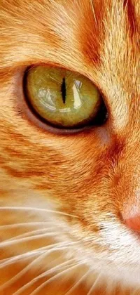 Make your phone screen come alive with this stunning live wallpaper featuring a close-up of an orange cat with mesmerizing green eyes