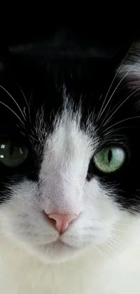 This live phone wallpaper features a realistic black and white cat brimming with personality