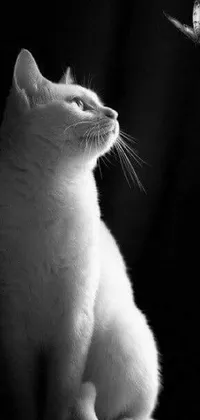 Get mesmerized by this stunning live wallpaper featuring a black and white photo of a cat and butterfly