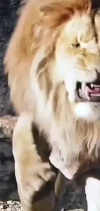 This phone live wallpaper showcases the captivating image of a lion with its mouth wide open