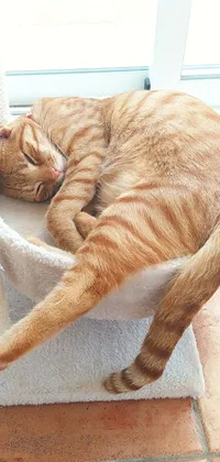 This phone live wallpaper features a cute orange cat lying on a comfortable cat tree
