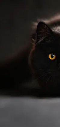 This live wallpaper features a beautiful black Persian cat with yellow eyes