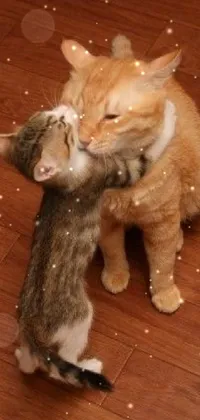 This live phone wallpaper depicts two orange-clad cats, standing on a wooden floor and kissing passionately while holding an epée