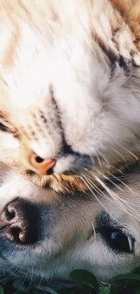 This phone live wallpaper features a stunning photorealistic image of a cat and dog cuddling in the grass
