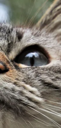 This live phone wallpaper features a stunning close-up of a cat's face with a blurry background