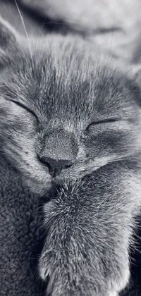 Looking for a stunning phone wallpaper that's both cute and relaxing? Look no further than this black and white live wallpaper featuring a peaceful sleeping cat! Shot in 4k and designed for your iPhone background, this minimalist wallpaper captures the furry art of a caracal with puppy eyes, creating a cozy and warm ambiance