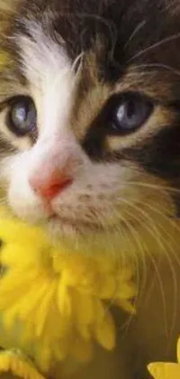This phone live wallpaper showcases a stunning close-up photograph of a cat surrounded by vibrant yellow flowers