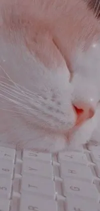 This phone live wallpaper showcases a delightful scene of a white cat comfortably resting on a keyboard, with a Tumblr aesthetic