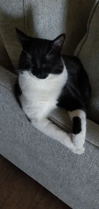This live wallpaper showcases a black and white cat in a thinker pose on a couch, with an attached tail