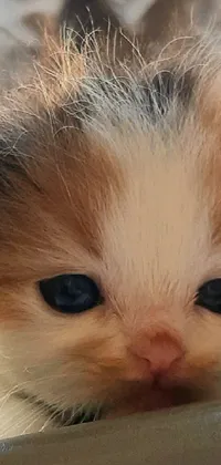 Looking for a captivating live wallpaper for your phone? Check out this stunning close-up of a calico kitten with beautiful blue eyes, captured using an iPhone camera