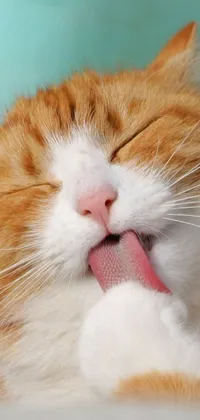 This lively phone live wallpaper features an adorable cat sticking its tongue out in a close-up shot