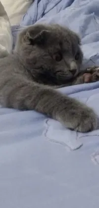 Experience the beauty and charm of a blue gray Scottish Fold cat in this phone live wallpaper
