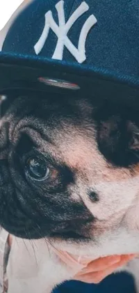 This phone live wallpaper features a detailed image of a pug dog wearing a New York Yankees hat, captured in a close-up profile image