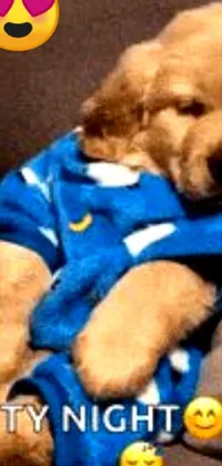 This phone live wallpaper features an adorable and relatable golden dog, relaxing on a couch while wearing a stylish blue outfit