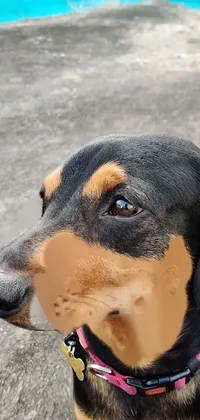 Get a cute and heartwarming live wallpaper of a dachshund dog being petted by a person