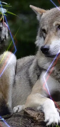 lone wolf with party Live Wallpaper