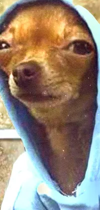 This live wallpaper showcases a charming brown canine sporting a blue hoodie