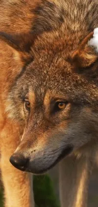 Carnivore Dog Breed Wolf Live Wallpaper